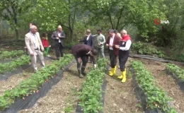 Bin Rakımda Yetişen Çilek, Pazar Sorunu Yaşamıyor