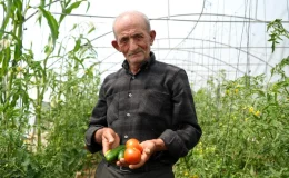 Bayburt’ta 74 yaşındaki çiftçi ata tohumlarıyla organik tarım yapıyor