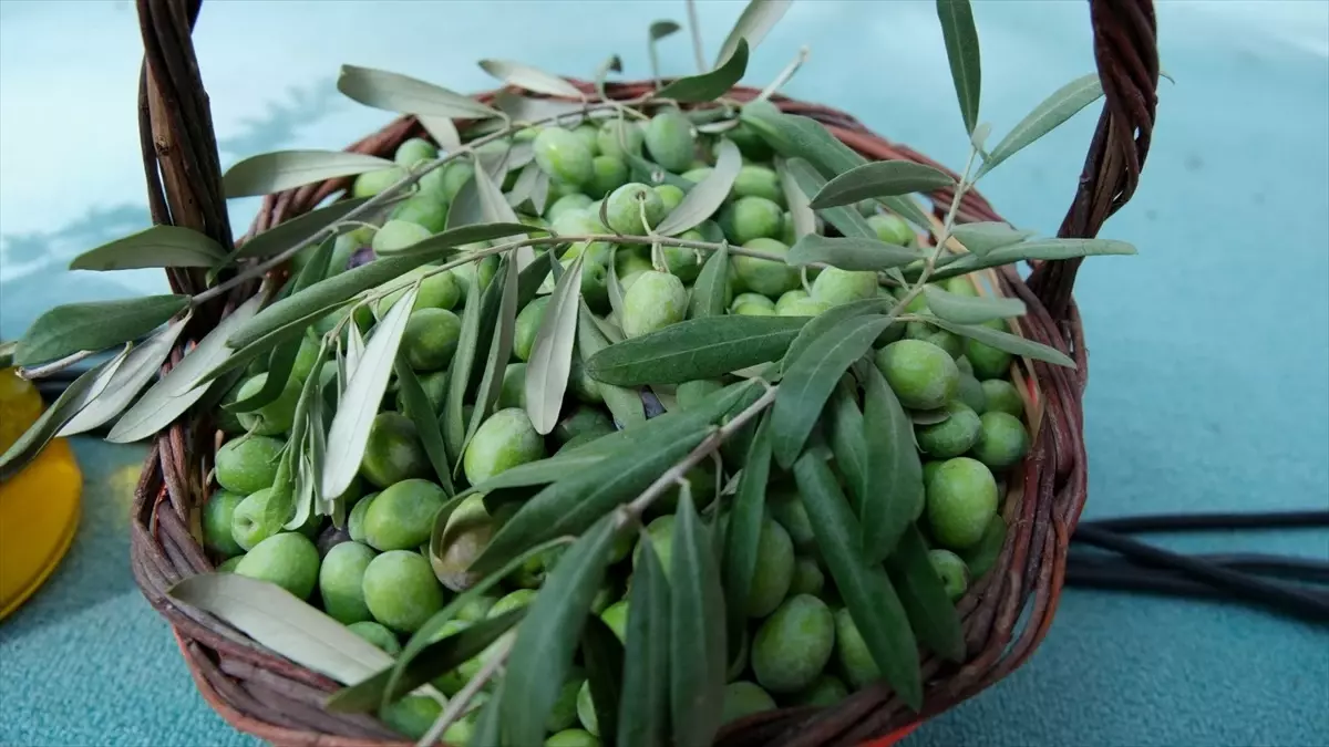 Mersin’de Zeytin ve Zeytinyağı Festivali Başladı