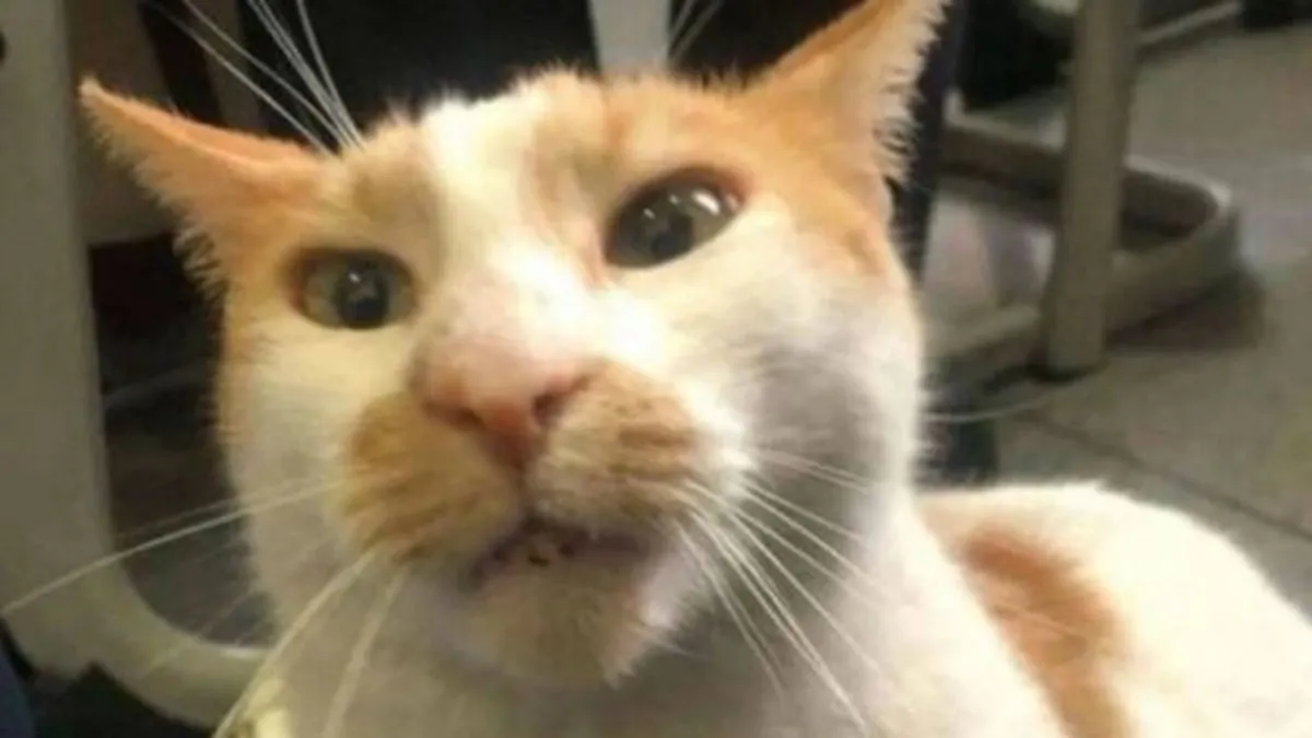 Kedi Faruk davasında mütalaa: 3 yıla kadar hapsi istendi