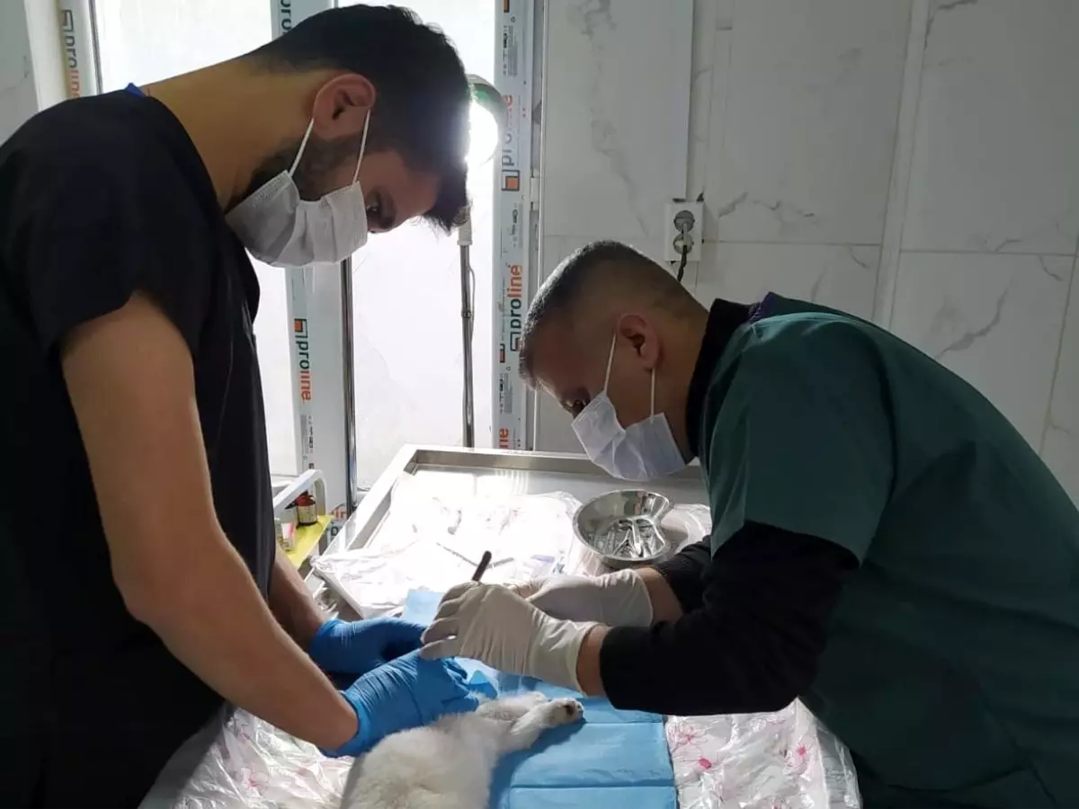 Hakkari’de Enfeksiyonlu Kediye Acil Müdahale