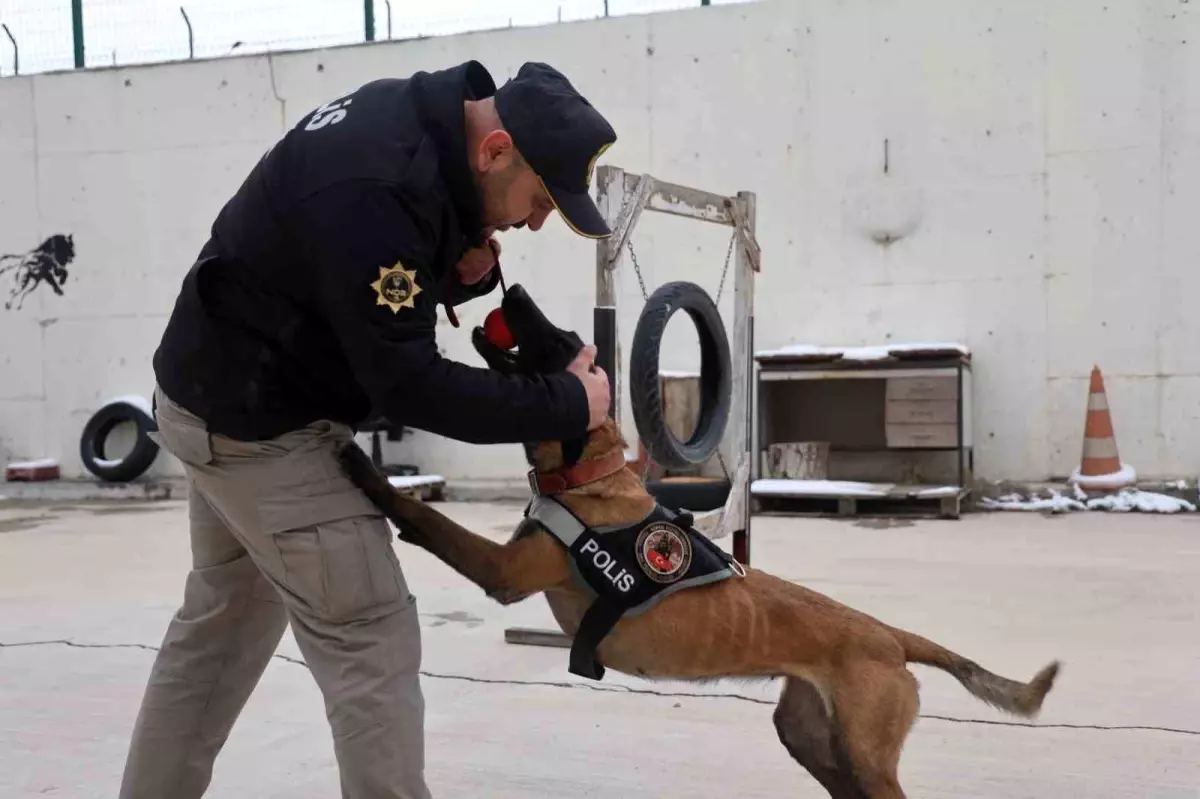 Konya’nın Narkotik Köpekleri Suçla Mücadelede Aktif Rol Oynuyor